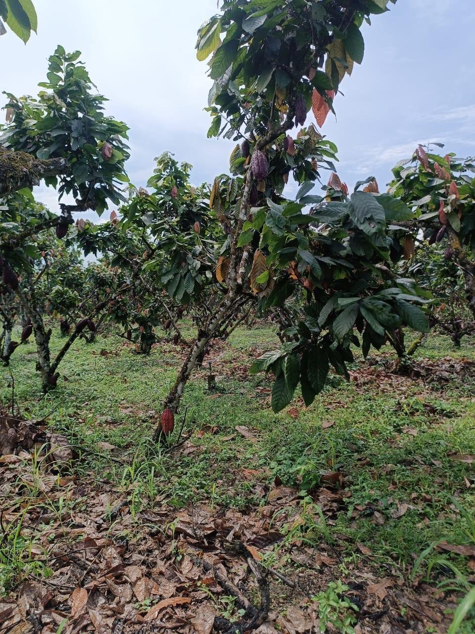 Finca Los Mera - Imagen 4